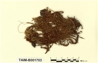 藏品(沼澤皺蒴苔)的圖片